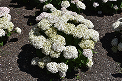Invincibelle Wee White Hydrangea (Hydrangea arborescens 'NCHA5') at Peter Knippel Garden Centre