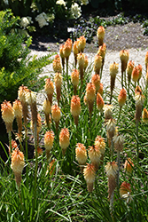 Pyromania Hot and Cold Torchlily (Kniphofia 'Hot and Cold') at Lakeshore Garden Centres