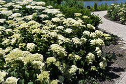 Hayes Starburst Hydrangea (Hydrangea arborescens 'Hayes Starburst') at Lakeshore Garden Centres