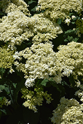 Hayes Starburst Hydrangea (Hydrangea arborescens 'Hayes Starburst') at Lakeshore Garden Centres