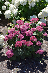 Invincibelle Mini Mauvette Hydrangea (Hydrangea arborescens 'NCHA7') at Peter Knippel Garden Centre