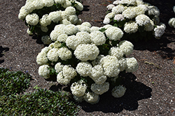 Invincibelle Limetta Hydrangea (Hydrangea arborescens 'NCHA8') at Peter Knippel Garden Centre
