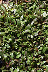 Feathered Friends Noble Nightingale Bugleweed (Ajuga 'Noble Nightingale') at Peter Knippel Garden Centre