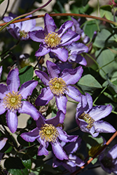 Exciting Clematis (Clematis 'Zoexci') at Lakeshore Garden Centres