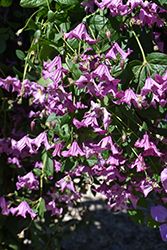 Heather Herschell Clematis (Clematis x diversifolia 'Heather Herschell') at Lakeshore Garden Centres
