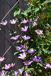 Exciting Clematis (Clematis 'Zoexci') at Lakeshore Garden Centres
