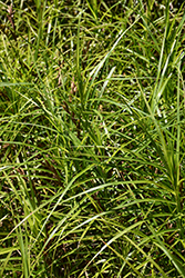 Palm Sedge (Carex muskingumensis) at Peter Knippel Garden Centre