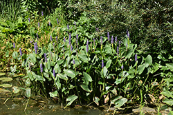 Pickerelweed (Pontederia cordata) at Lakeshore Garden Centres
