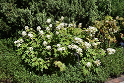 Pee Wee Hydrangea (Hydrangea quercifolia 'Pee Wee') at Lakeshore Garden Centres