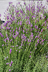 Purple Prairie Clover (Dalea purpurea) at Peter Knippel Garden Centre