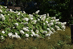 Jetstream Hydrangea (Hydrangea quercifolia 'PIIHQ-I') at Lakeshore Garden Centres