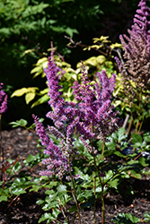 Mighty Phil Chinese Astilbe (Astilbe chinensis 'Mighty Phil') at Lakeshore Garden Centres