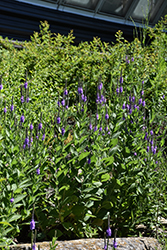 Hoary Vervain (Verbena stricta) at Lakeshore Garden Centres