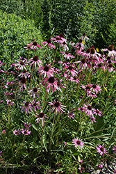 Narrow Leaf Coneflower (Echinacea angustifolia) at Lakeshore Garden Centres