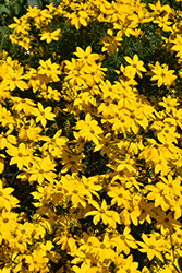 Tickseed (Coreopsis verticillata) at Lakeshore Garden Centres
