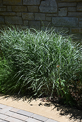 Switch Grass (Panicum virgatum) at Peter Knippel Garden Centre