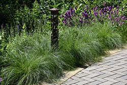Pennsylvania Sedge (Carex pensylvanica) at Peter Knippel Garden Centre