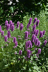 Hummelo Betony (Stachys monieri 'Hummelo') at Peter Knippel Garden Centre