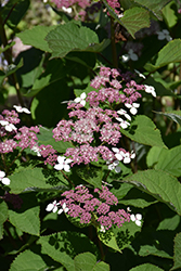 Invincibelle Lace Hydrangea (Hydrangea arborescens 'SMNHRLL') at Lakeshore Garden Centres