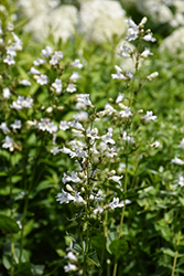 Foxglove Beardtongue (Penstemon digitalis) at Peter Knippel Garden Centre