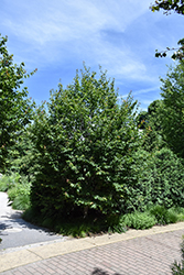 Firespire American Hornbeam (Carpinus caroliniana 'J.N. Upright') at Lakeshore Garden Centres