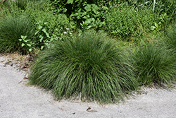 Piglet Fountain Grass (Pennisetum alopecuroides 'Piglet') at Lakeshore Garden Centres