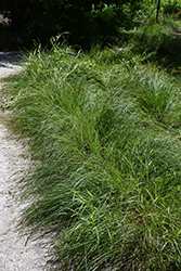 Fox Sedge (Carex vulpinoidea) at Lakeshore Garden Centres