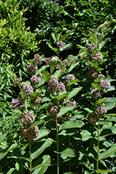 Common Milkweed (Asclepias syriaca) at Peter Knippel Garden Centre