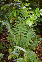 Tokyo Wood Fern (Dryopteris tokyoensis) at Lakeshore Garden Centres