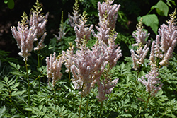 Milk and Honey Astilbe (Astilbe chinensis 'Milk and Honey') at Lakeshore Garden Centres