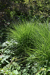 Sarabande Maiden Grass (Miscanthus sinensis 'Sarabande') at Lakeshore Garden Centres
