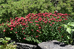 Panorama Red Beebalm (Monarda didyma 'Panorama Red') at Lakeshore Garden Centres