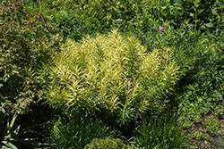 Butterscotch Blue Star (Amsonia hubrichtii 'Butterscotch') at Peter Knippel Garden Centre