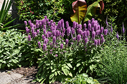 Hummelo Betony (Stachys monieri 'Hummelo') at Peter Knippel Garden Centre