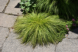 Mountain Sedge (Carex montana) at Lakeshore Garden Centres