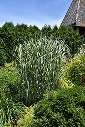 Peppermint Stick Giant Reed Grass (Arundo donax 'Peppermint Stick') at Lakeshore Garden Centres