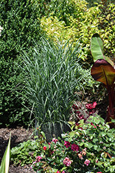 Prairie Dog Switch Grass (Panicum virgatum 'Prairie Dog') at Peter Knippel Garden Centre
