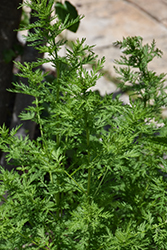 Sweet Wormwood (Artemisia annua) at Lakeshore Garden Centres
