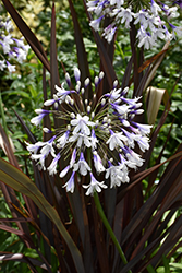 Indigo Frost Agapanthus (Agapanthus 'AMBIC001') at Lakeshore Garden Centres