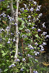 Hanna Clematis (Clematis viticella 'Hanna') at Lakeshore Garden Centres