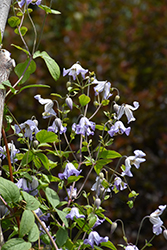 Hanna Clematis (Clematis viticella 'Hanna') at Lakeshore Garden Centres