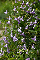 Betty Corning Clematis (Clematis viticella 'Betty Corning') at Peter Knippel Garden Centre