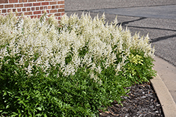 Visions in White Chinese Astilbe (Astilbe chinensis 'Visions in White') at Lakeshore Garden Centres