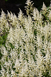 Visions in White Chinese Astilbe (Astilbe chinensis 'Visions in White') at Lakeshore Garden Centres
