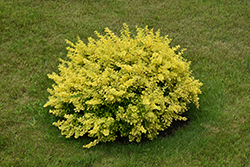 Sunsation Japanese Barberry (Berberis thunbergii 'Sunsation') at Peter Knippel Garden Centre