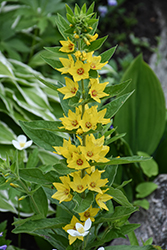 Yellow Loosestrife (Lysimachia punctata) at Lakeshore Garden Centres