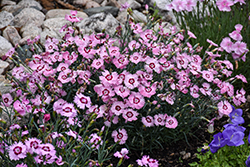 Sweetness Pinks (Dianthus plumarius 'Sweetness') at Lakeshore Garden Centres