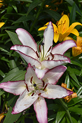 The Edge Lily (Lilium 'The Edge') at Lakeshore Garden Centres