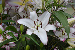 The Edge Lily (Lilium 'The Edge') at Lakeshore Garden Centres