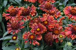 SpinTop Mariachi Red Sky Blanket Flower (Gaillardia aristata 'SpinTop Mariachi Red Sky') at Lakeshore Garden Centres